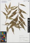 Foto von Salix fragilis L.